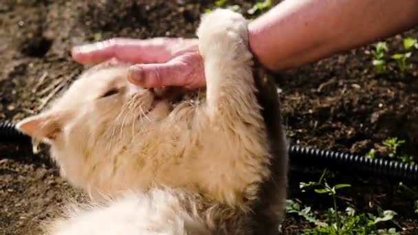 Female hand pacifies biting cat, beige fluffy cat wallows in mud and basks in the sun, slow motion - Footage, Video