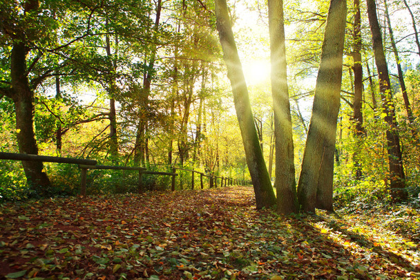 Πολύχρωμο Φθινοπωρινό Πάρκο με δέντρα και ήλιο στη Γερμανία. - Φωτογραφία, εικόνα