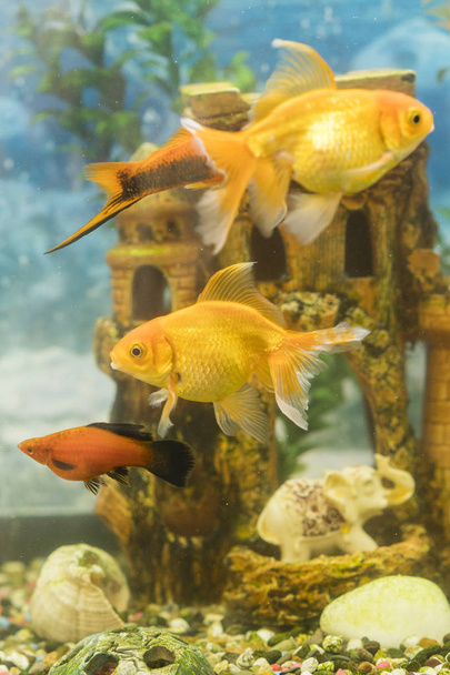 Peixe-dourado em aquário de água doce com verde bonito plantado tropical. peixe em aquário de água doce com verde bonito plantado tropical. foto vertical
. - Foto, Imagem