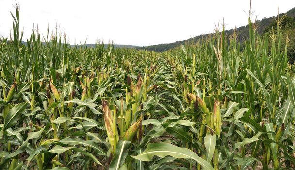 Een veld waar maïshybriden gekweekt voor zaden met wordt gesneden pluim - Foto, afbeelding