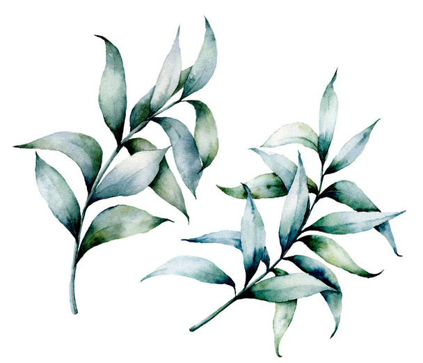 Watercolor eucalyptus branches. Hand painted eucalyptus branches with leaves isolated on white background. Winter plant. Holiday modern floral illustration. - Photo, Image
