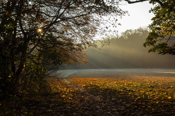 late autumn in a forest north of Copenhagen - Foto, imagen
