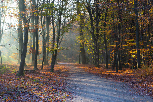 late autumn in a forest - Valokuva, kuva