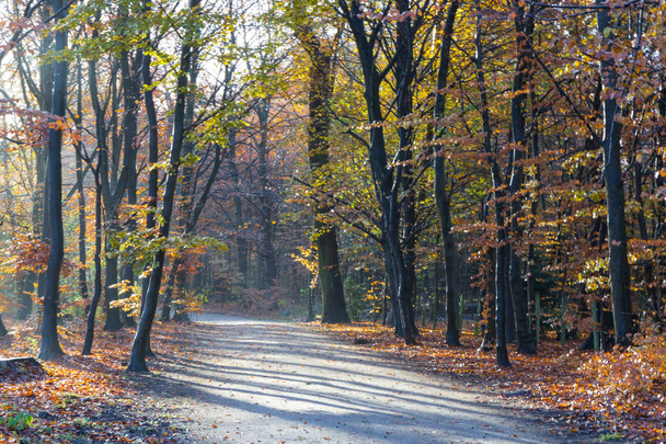 late autumn in a forest - Foto, Imagen