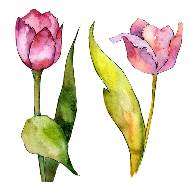 Watercolor pink tulip flower. Floral botanical flower. Isolated illustration element. - Photo, Image