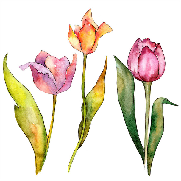 Akvarell rózsaszín tulipán virág. Virágos botanikai virág. Elszigetelt ábra elem. - Fotó, kép