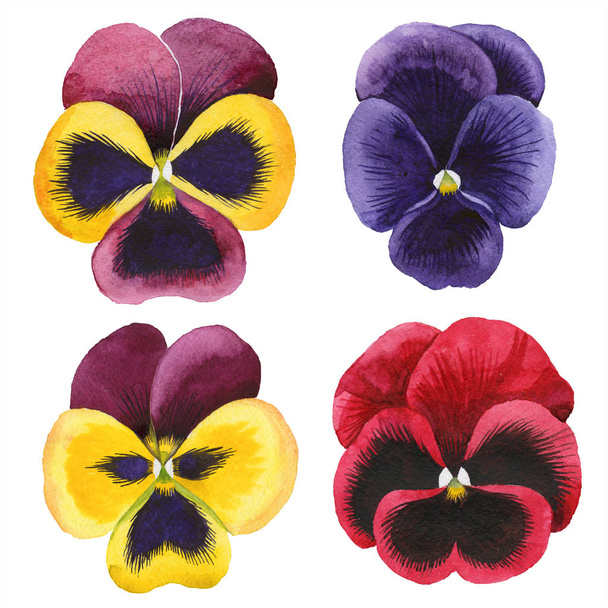 Watercolor colorful viola flower. Floral botanical flower. Isolated illustration element. - Foto, Imagem