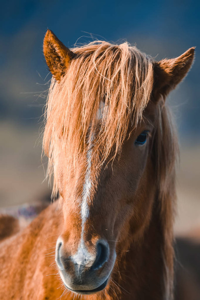 Icelandic horses in the mountains. The breed of horses bred in Iceland. - Φωτογραφία, εικόνα