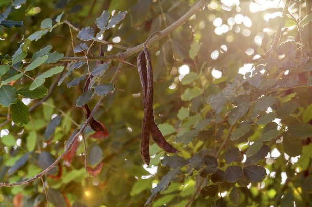 A gyümölcsök közelről egy őszi nap hasznos Szentjánoskenyérfa (Ceratonia siliqua) - Fotó, kép
