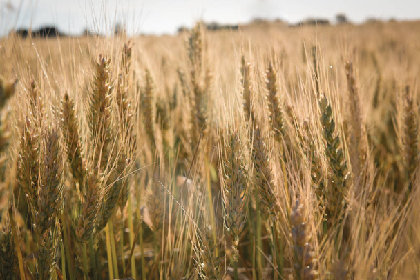 Espigas de trigo, cereales plantados en La Pampa, Argentina
 - Foto, imagen