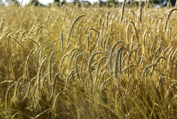 ラ パンパ、アルゼンチンの小麦スパイク、穀物が植えられて - 写真・画像