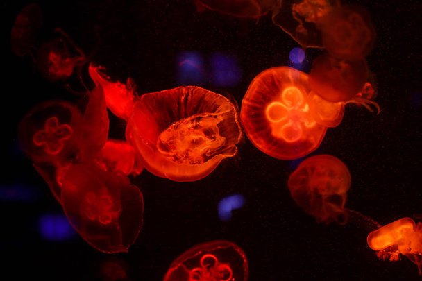 Many jellyfish in the water. Underwater world - Фото, изображение