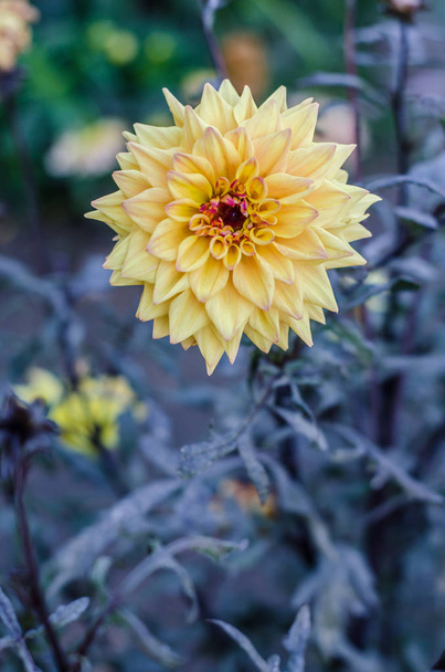 Gri arka plan üzerinde çiçek açan sarı çiçek. - Fotoğraf, Görsel