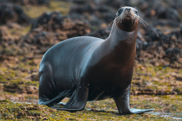 Mother and baby sea lion, Patagonia - Photo, Image