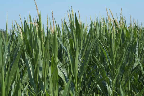 Maïs in het veld - Foto, afbeelding