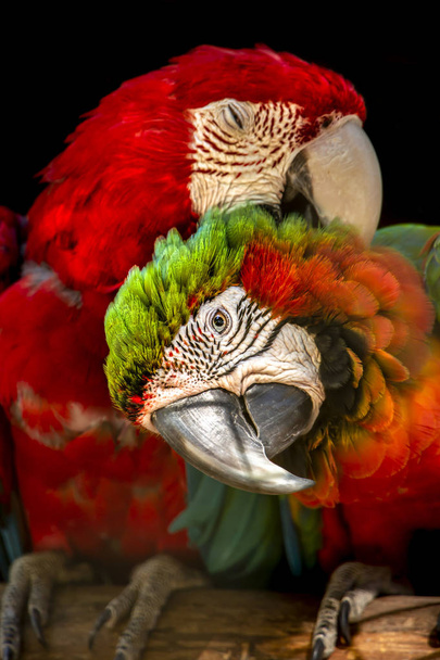 Weergave van aantal militaire macaws, op de zitstok tot hofmakerij, gedetailleerde macro zeer scherpte, fantastische kleuren, zwarte achtergrond - Foto, afbeelding