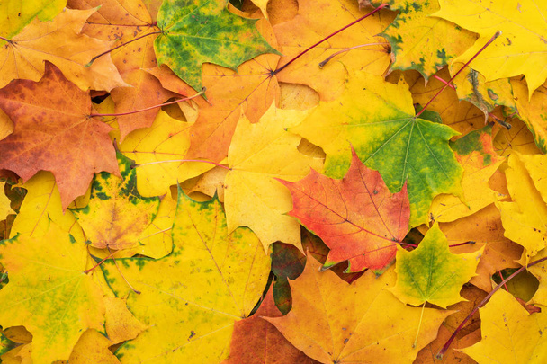 autumn leaves background - Photo, Image