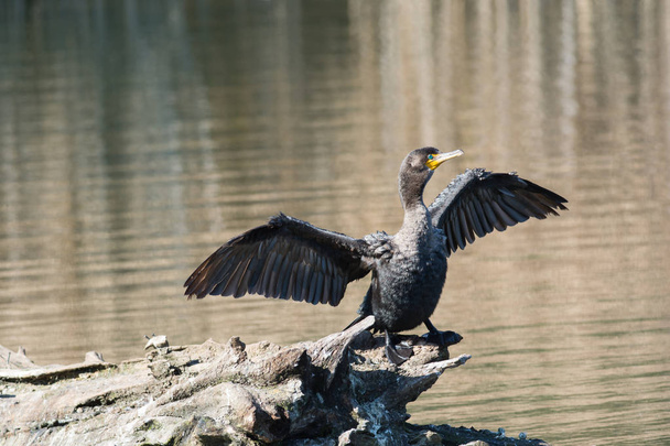 Un cormorán de doble cresta seca sus alas mientras está parado sobre un tronco en un estanque
. - Foto, imagen