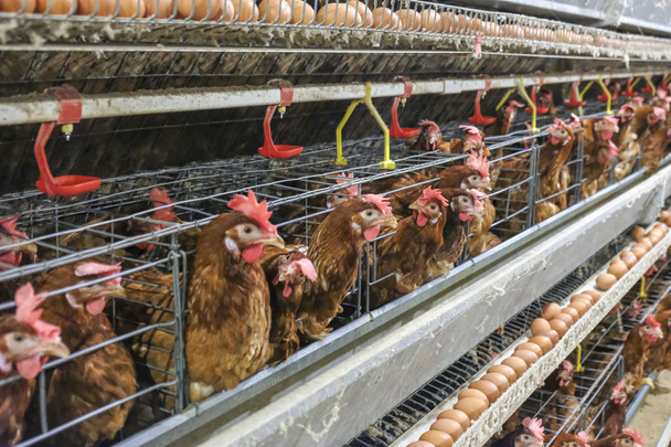 Multilevel productielijn productielijn van kippeneieren van een Pluimveebedrijf, laag boerderij huisvesting, landbouw technologische apparatuur. Beperkte scherptediepte. (Vervaag sommige kip)  - Foto, afbeelding