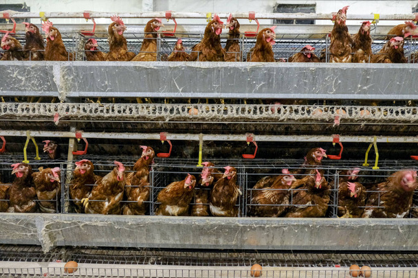 Ligne de production à plusieurs niveaux ligne de production de convoyeur d'oeufs de poulet d'une ferme avicole, logement de ferme de couche, équipement technologique agricole. Profondeur de champ limitée. (Flou un peu de poulet
)  - Photo, image