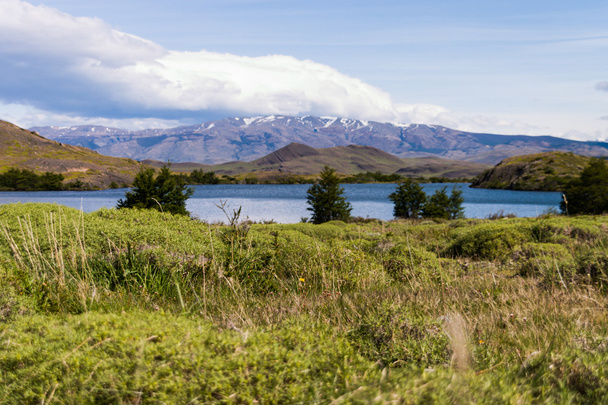 Торрес-дель-Пайне в чилійській національного парку Ларго Nordenskjoeld кущі - Фото, зображення