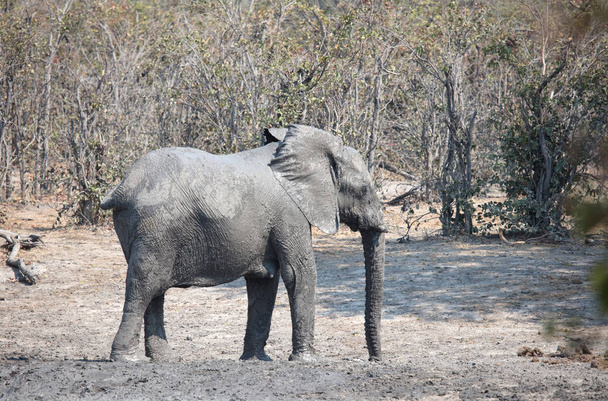 Figyelembe véve a mudbath, Moremi - Botswana felnőtt elefánt - Fotó, kép