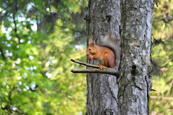 red fluffy beautiful squirrel with a nut near a tree - Photo, Image