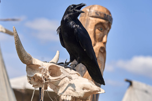 A black raven bird sits on the bones of the animal's skull and opens its beak against the background of a carved statue of an ancient man with a beard. - Photo, Image