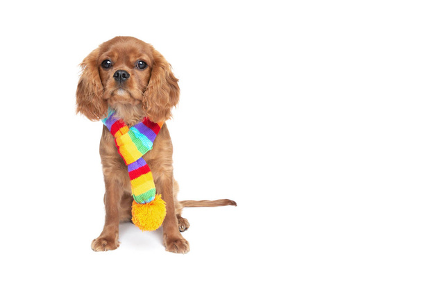 Cute dog in colorful scarf isolated on white background - Photo, Image