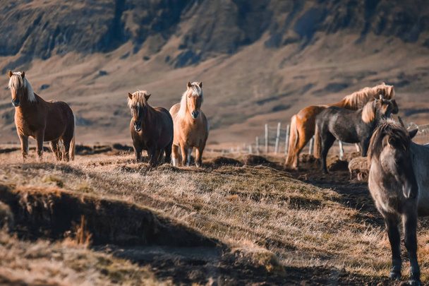 Icelandic horses in the mountains. The breed of horses bred in Iceland. - Фото, зображення