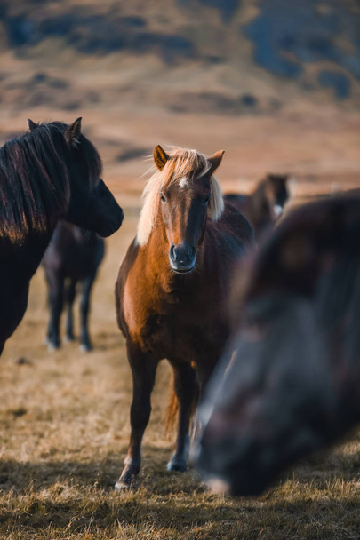Icelandic horses in the mountains. The breed of horses bred in Iceland. - Φωτογραφία, εικόνα