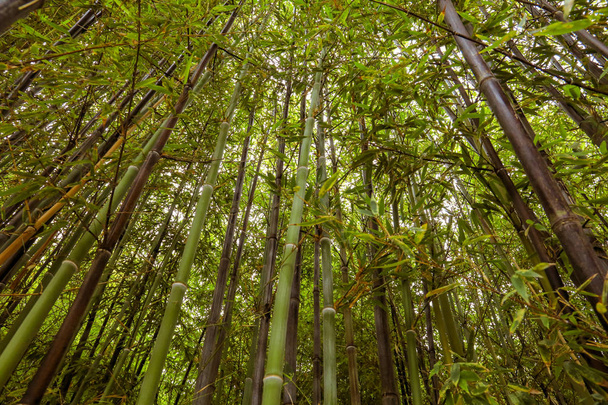 Bamboo forest with a view to the top - Foto, immagini