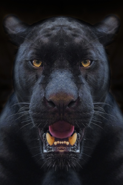 Black panther shot close up with black background - Photo, Image