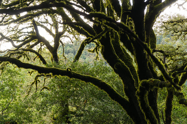 Green moss grows on oak trees in a California forest - Photo, Image