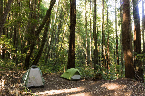 Kamp çadır bir redwood ormandaki ile - Fotoğraf, Görsel