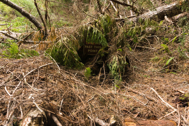 Bir zamanlar güzel bir kamp fırtınada düşmüş ağaçlardan - Fotoğraf, Görsel
