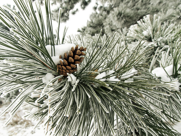 Ramo de pinheiro coberto de neve
 - Foto, Imagem