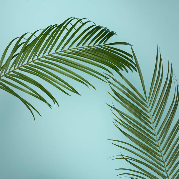 Tropical palm leaves - Fotoğraf, Görsel