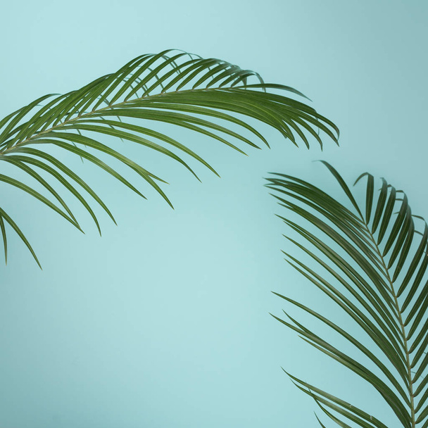 folhas de palma tropicais - Foto, Imagem