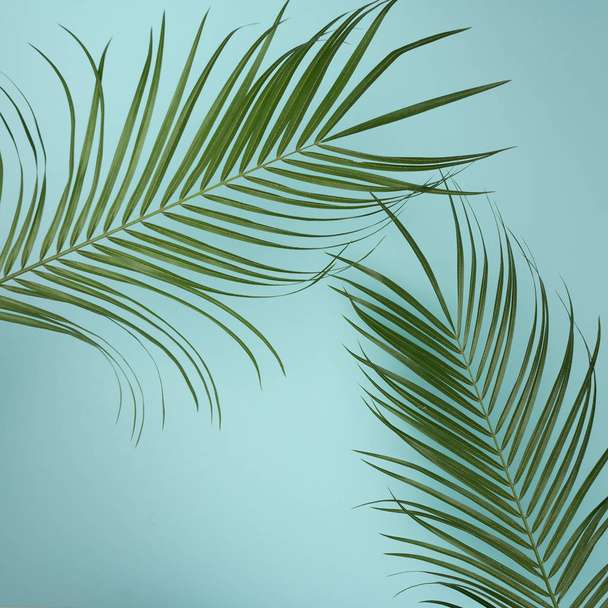 tropik palmiye yaprakları - Fotoğraf, Görsel
