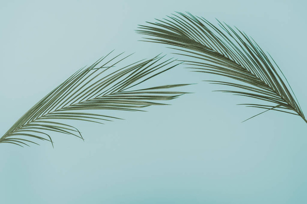 hojas de palma tropical - Foto, imagen