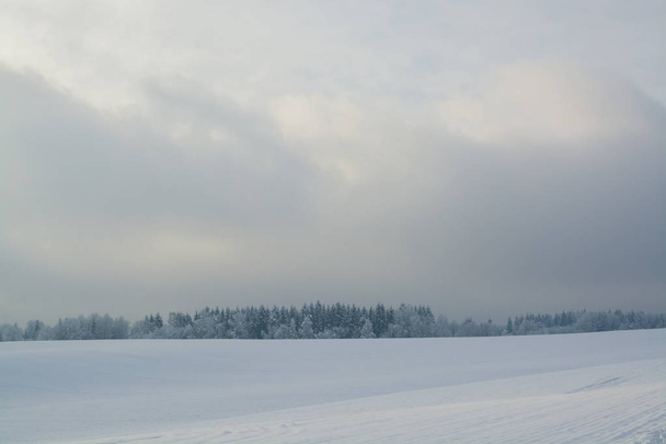 The winter landscape. Cloudy day. Winter decline. The muffled colors. Monochrome landscape. Winter forest. - Foto, Imagem