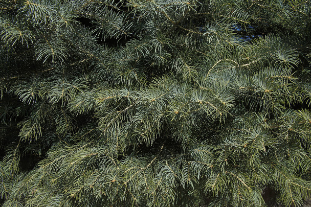 πράσινο έλατο δέντρο φόντο - Φωτογραφία, εικόνα