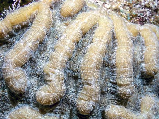Fungiidae é uma família de corais da ordem Cnidaria.
.  - Foto, Imagem