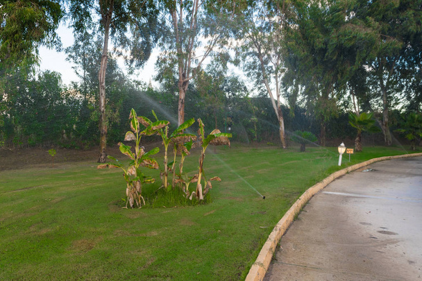 Sistema de irrigação por aspersão está regando o parque do gramado, palmeiras, árvores, arbustos Sistema de rega automatizado no jardim e caminho com lanterna
 - Foto, Imagem