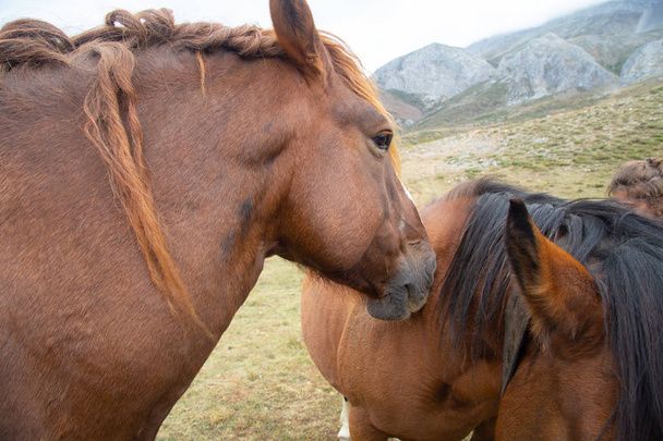Porträt eines Paares brauner Pferde im Berg. - Foto, Bild