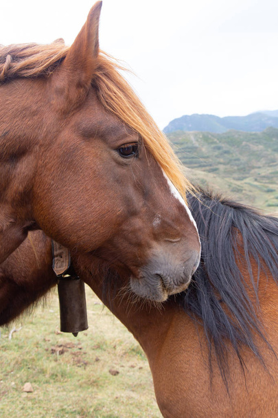 Портрет кількох коричневих коней у горі
. - Фото, зображення