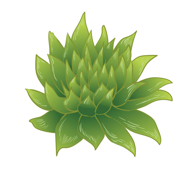 Vector green succulent tropical flower. Floral botanical flower. Isolated illustration element. - Vecteur, image