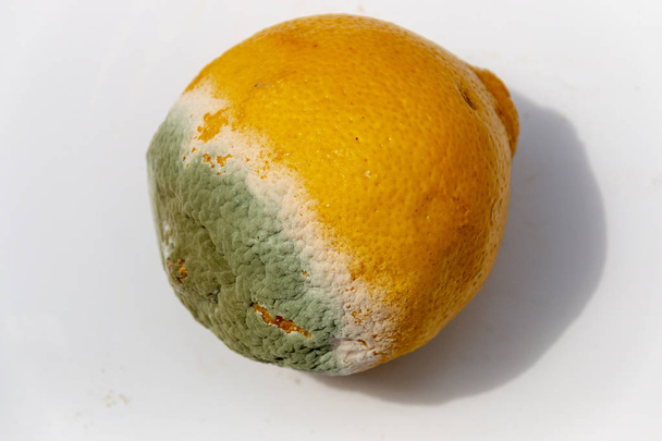 Una veduta ravvicinata dello stampo verde e bianco sul lato di un limone in putrefazione su uno sfondo bianco isolato
  - Foto, immagini