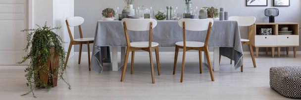 Панорама белых стульев за столом в сером элегантном интерьере столовой с растением и пуфом. Настоящее фото
 - Фото, изображение